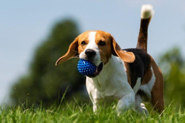 Schade door je huisdier kan flinke gevolgen hebben