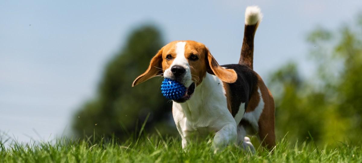 Schade door je huisdier kan flinke gevolgen hebben