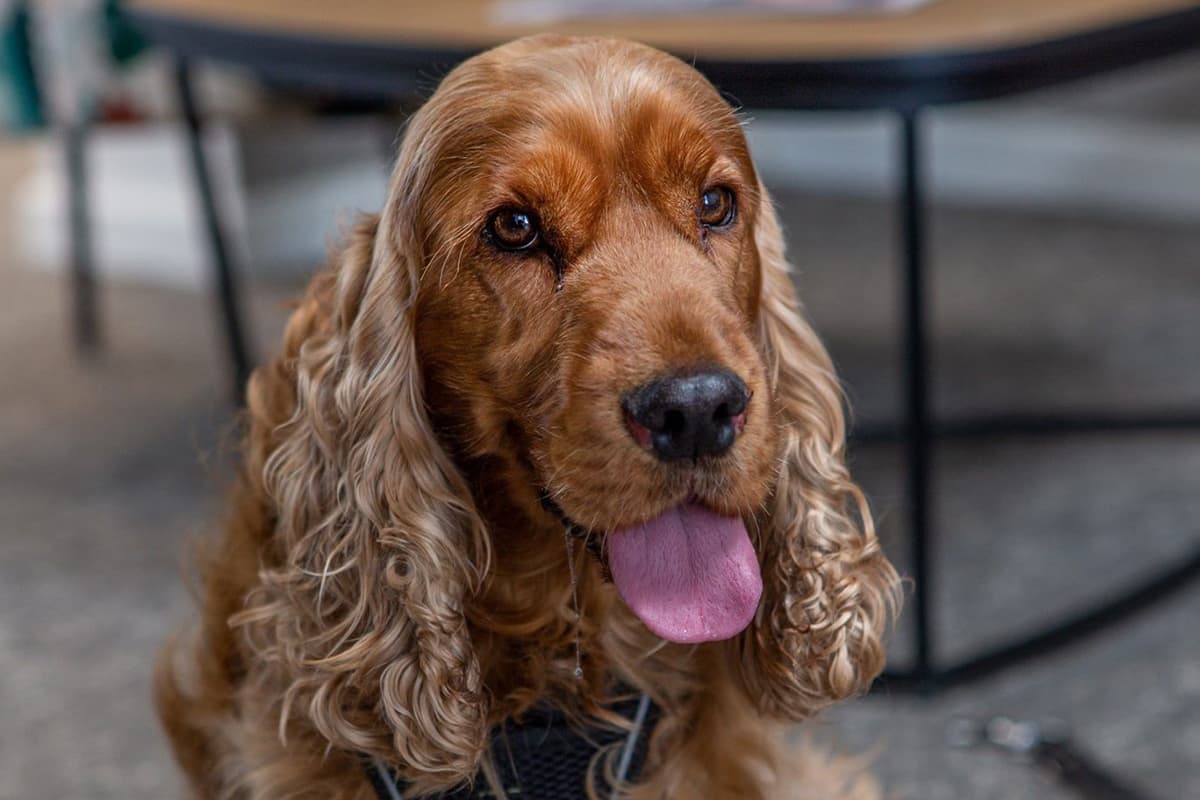 Van den Boer en Roggen teamleden - Joep